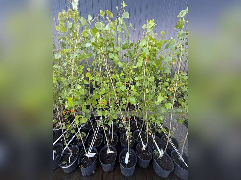 3gal Assiniboine Hybrid Poplar Tree (Approx. 5') - Must Take 4 Times the Bid Price