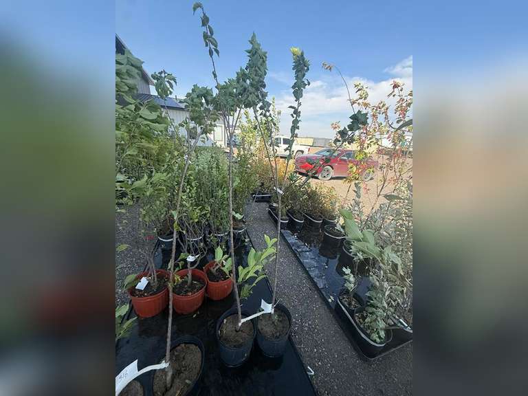 5gal Brooks Gold Plum Tree (Approx. 8') - Must Take 2 Times the Bid Price