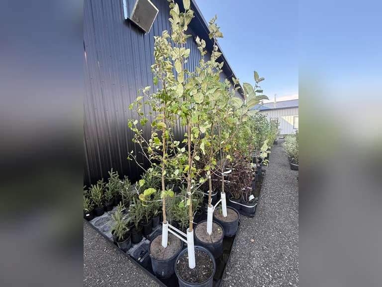 September 3ʳᵈ Regina Patio Block, Trees and Shrubs Auction