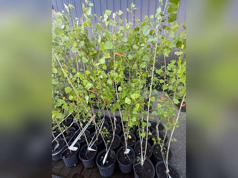 3gal Assiniboine Hybrid Poplar Tree (Approx. 5') - Must Take 4 Times the Bid Price