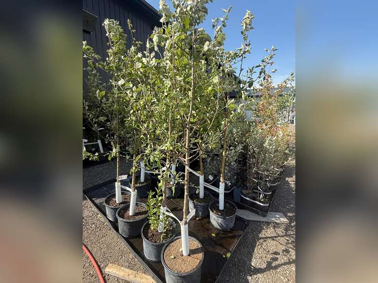 7gal Norkent Apple Tree (Approx. 8') - Must Take 2 Times the Bid Price