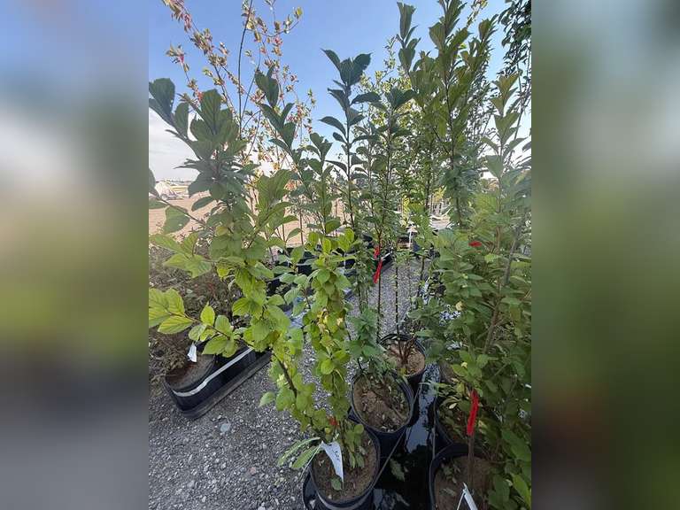 2gal Nanking Cherry Tree - Must Take 3 Times the Bid Price