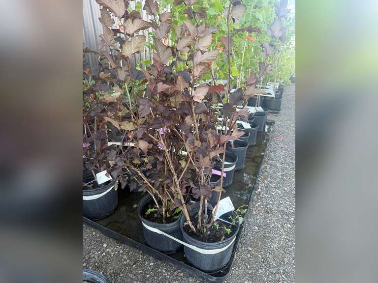 2gal Satin Chocolate Ninebark Shrub - Must Take 2 Times the Bid Price