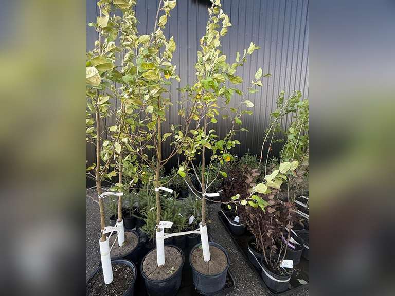 7gal Battleford Apple Tree (Approx. 8') - Must Take 2 Times the Bid Price