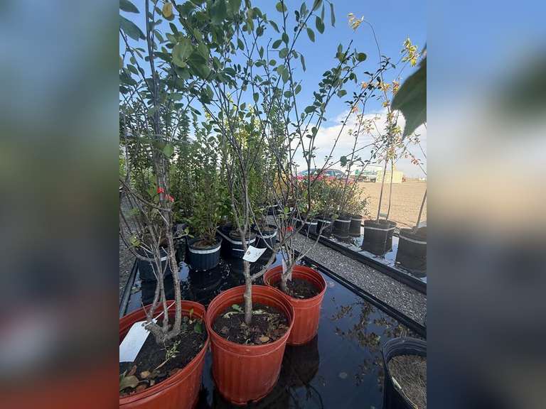 5gal Valentine Cherry Tree