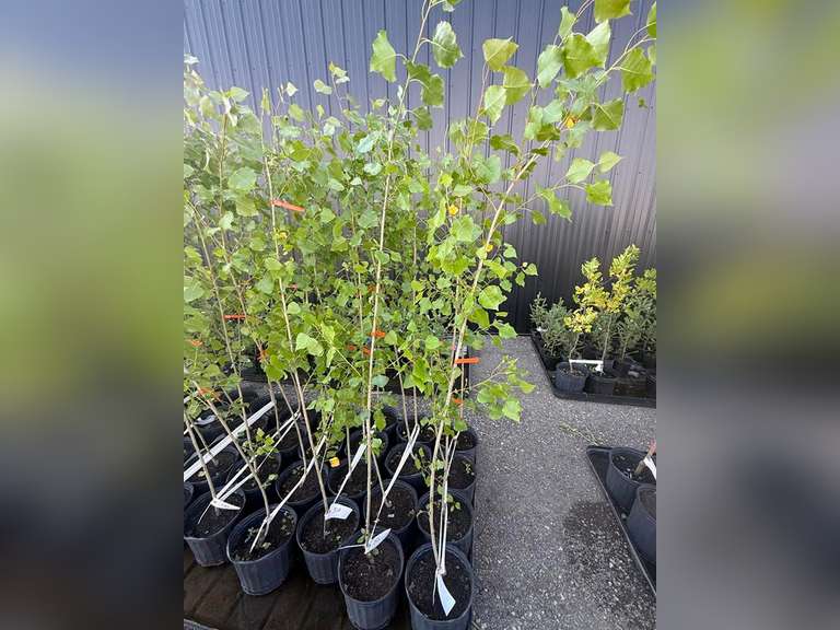 3gal Assiniboine Hybrid Poplar Tree (Approx. 5') - Must Take 4 Times the Bid Price