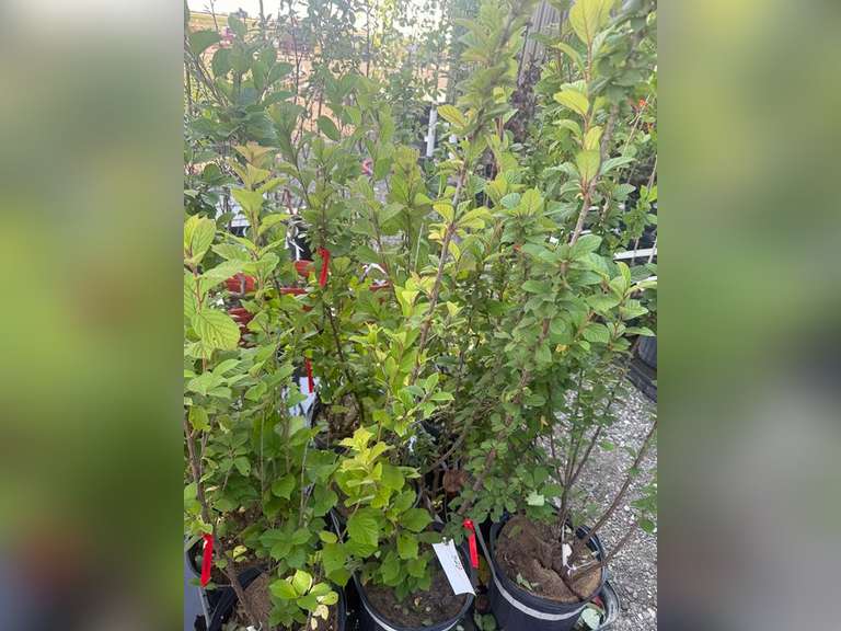 2gal Nanking Cherry Tree - Must Take 3 Times the Bid Price