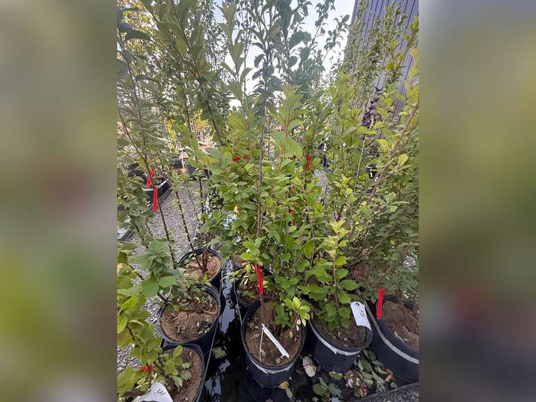 2gal Nanking Cherry Tree - Must Take 3 Times the Bid Price