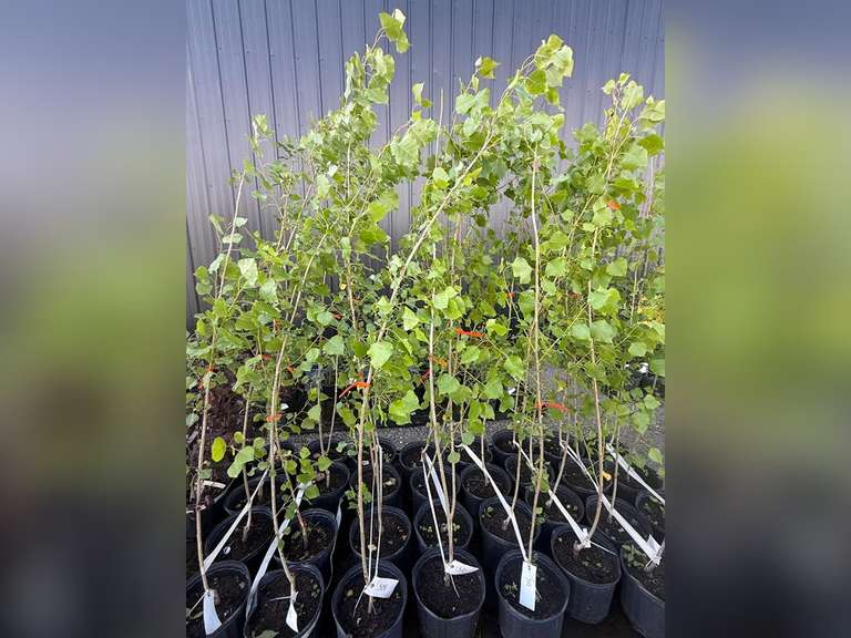 3gal Assiniboine Hybrid Poplar Tree (Approx. 5') - Must Take 4 Times the Bid Price