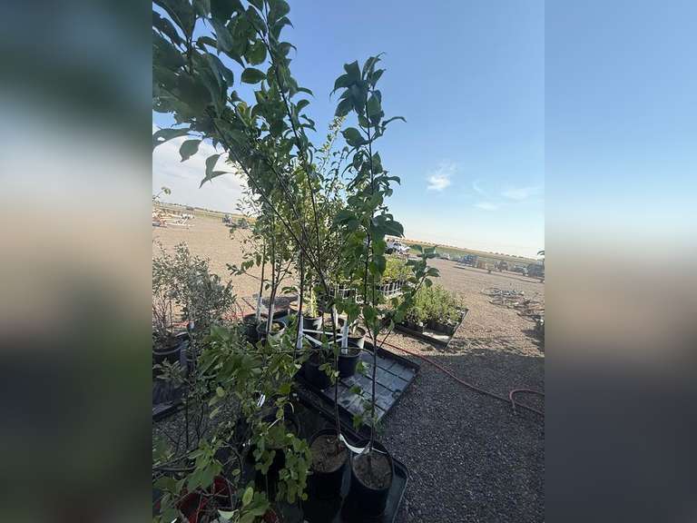 5gal Brooks Gold Plum Tree (Approx. 8') - Must Take 2 Times the Bid Price