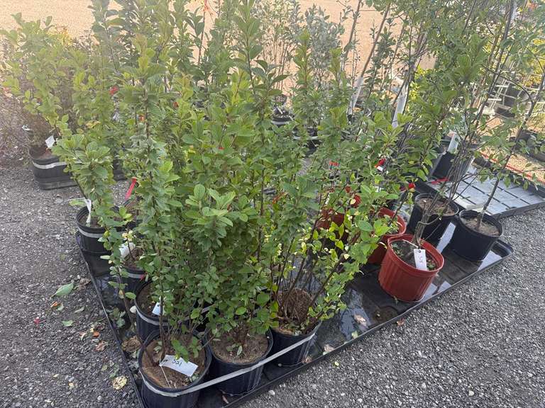 2gal Nanking Cherry Tree - Must Take 3 Times the Bid Price