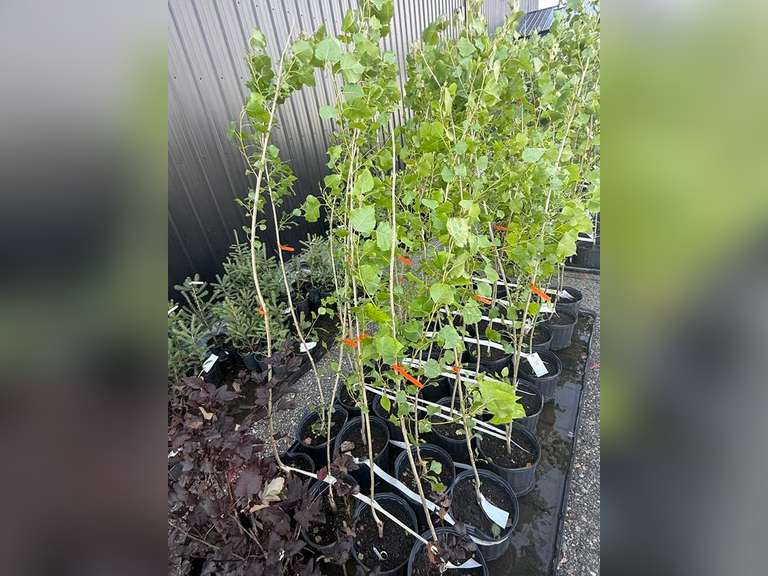 3gal Assiniboine Hybrid Poplar Tree (Approx. 5') - Must Take 4 Times the Bid Price