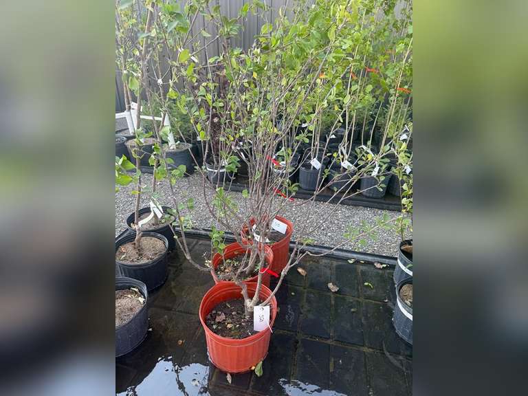 5gal Valentine Cherry Tree