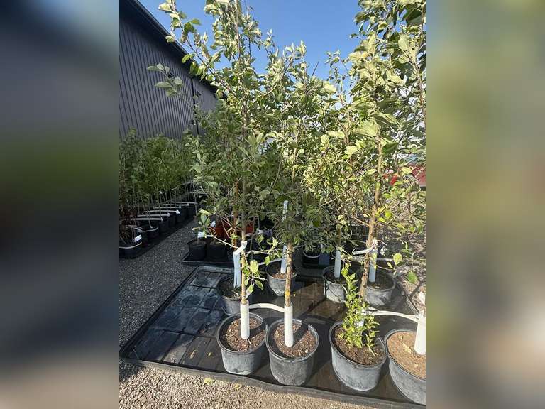 7gal Norkent Apple Tree (Approx. 8') - Must Take 2 Times the Bid Price
