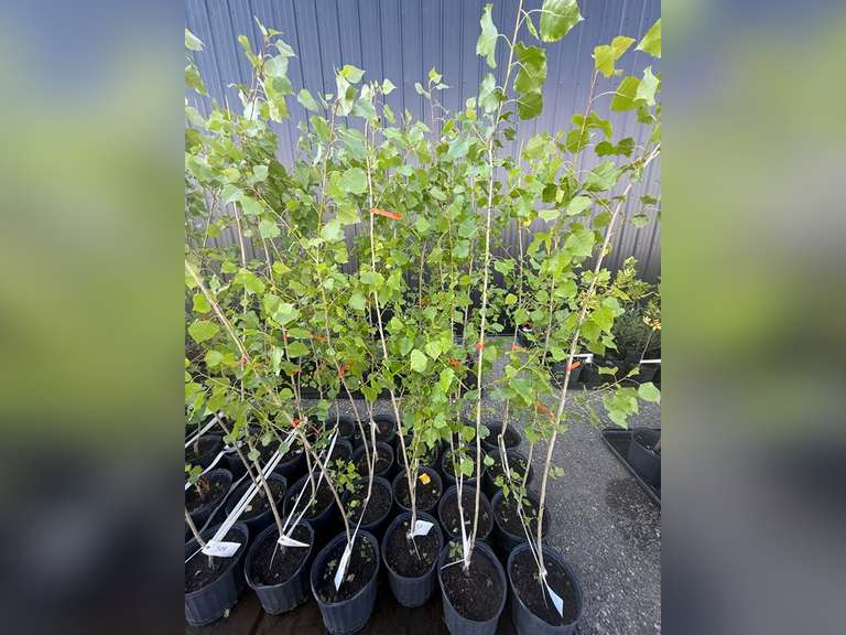 3gal Assiniboine Hybrid Poplar Tree (Approx. 5') - Must Take 4 Times the Bid Price