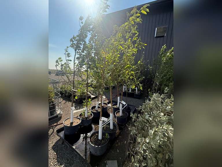 7gal Rescue Crabapple Tree (Approx. 8') - Must Take 2 Times the Bid Price