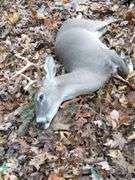 Tract 2 : Beautiful country home and 50+/-acres of peacefulness!