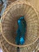 Handled basket with Cobalt vase and miscellaneous
