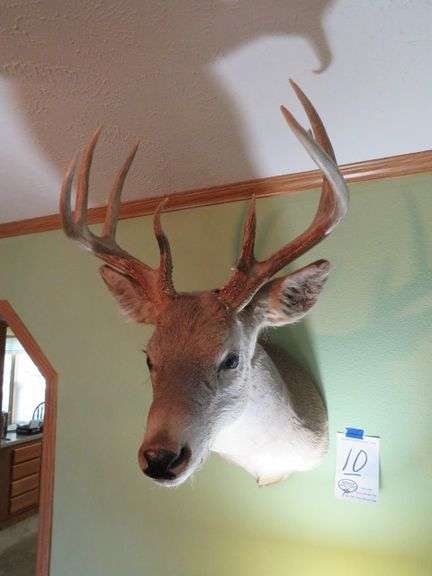 BUCK DEER MOUNT 32" HEIGHT 22"WIDTH
