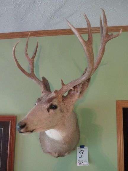 BUCK DEER MOUNT 42" HEIGHT 24"WIDTH