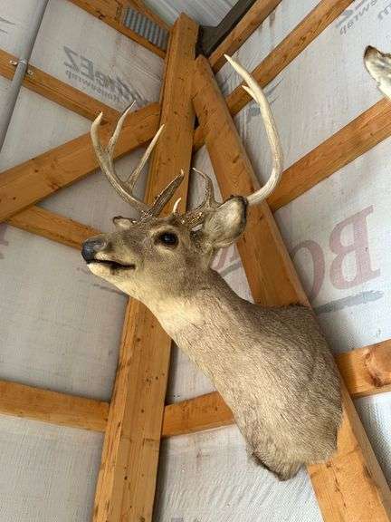 Whitetail Deer Shoulder Mount