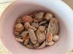Lamp, Flowerpot, Shells
