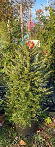 Fraser Fir tree 60”
