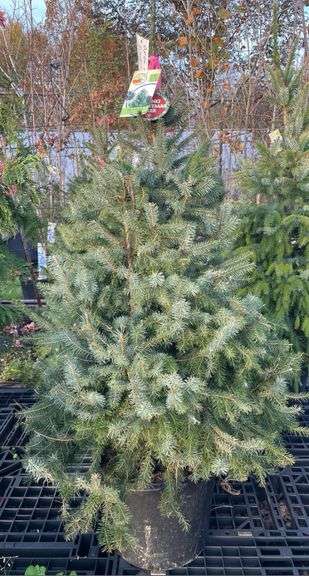 Spruce Serbian Tree 61”