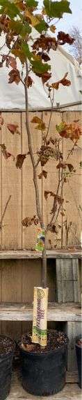 Flowering Tulip Tree - 8’