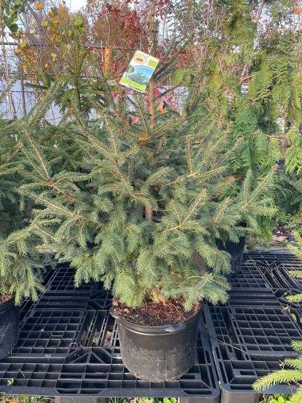 Spruce Norway Tree 56”