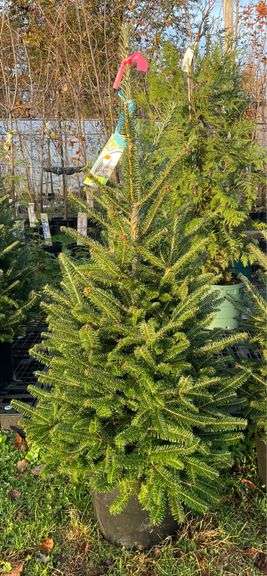 Fraser Fir tree 58”