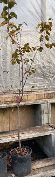 Prairiefire Crabapple Tree - 8’