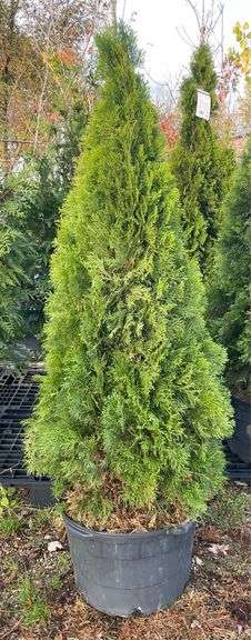 Arborvitae Emerald Green tree 76”