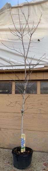 Maple Autumn Blaze Shade Tree - 12’