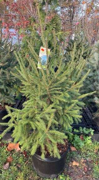 Spruce Norway Tree 55”