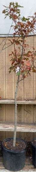 Pin Oak Shade Tree - 8’