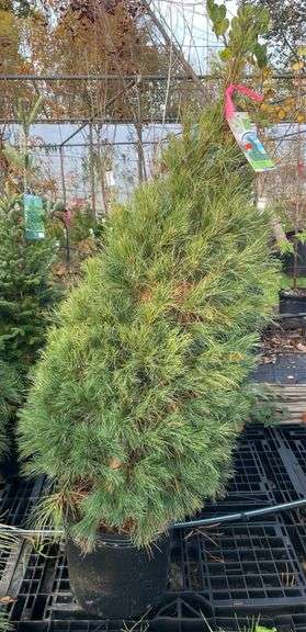 Pine White Tree 60”