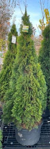 Arborvitae Emerald Green tree 78”