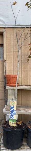 Oak Northern Red Shade Tree - 8’