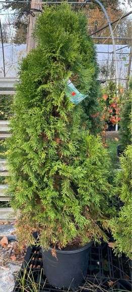 Emerald Green Arborvitae Tree 53”