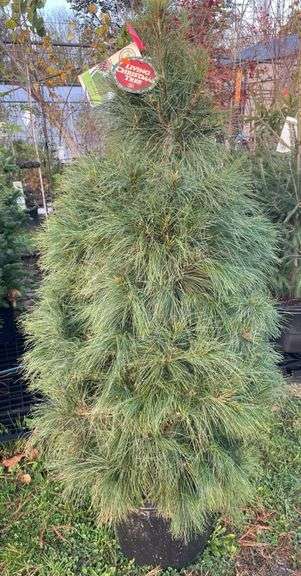 Pine White Tree 57”