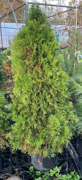 Emerald Green Arborvitae Tree 49”
