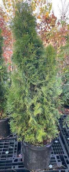 11.2.24 -- Open Air Garden Center & Greenhouses Fall Inventory Reduction Online Auction! -- Trees - Rose Plants - Shrubs - Edging - Terra Cotta Pots - Cacti - Seed Packets - Bushes - Gardening Supplies - Vigoro Folding Fence & More! -- Warsaw, IN