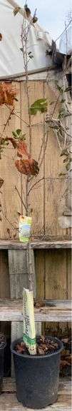 Flowering Crabapple Spring Snow Tree - 8’