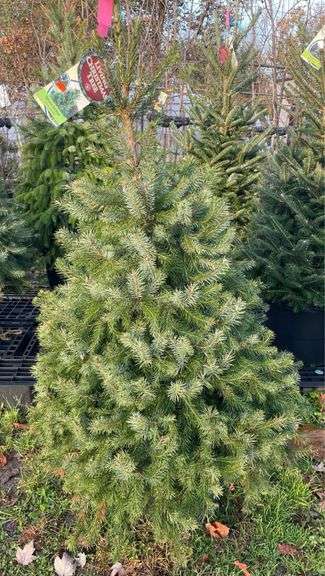 Spruce Serbian Tree 57”