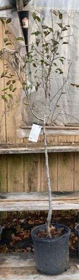 Cleveland Select Flowering Pear Ornamental Tree - 8’