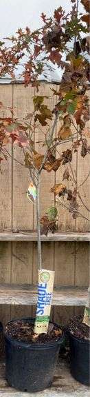 Oak Northern Red Shade Tree - 8’