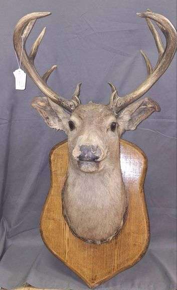 16-Point Whitetail Deer Head Mount on Oak Plaque