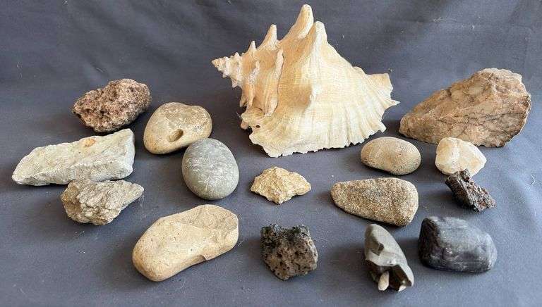 Comercial Shell Rocks Conch Shell and 15 Assorted Rocks Inc. Fossils and Minerals - Metzger ...