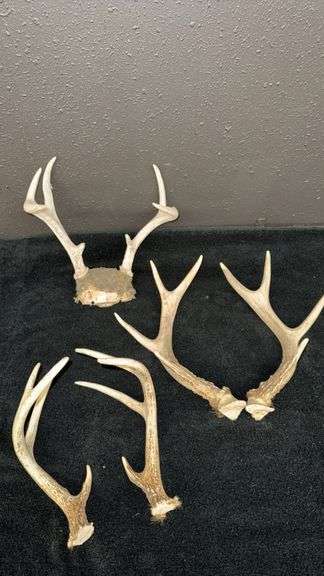 Deer Antlers Set, 5 Pieces, Natural Bone, Varied Points